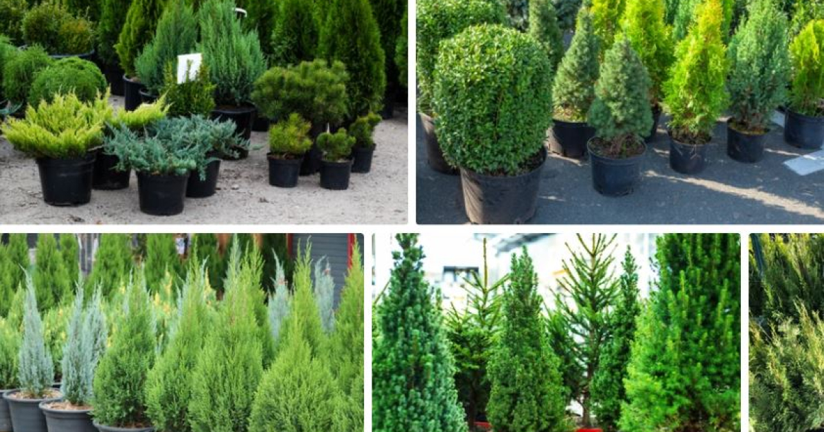 Fa és cserje vásár a Templom téren