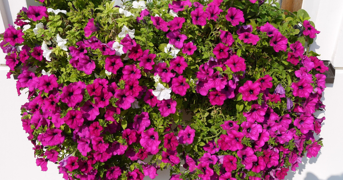 Virágvásár a Templom téren