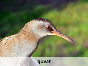 guvat